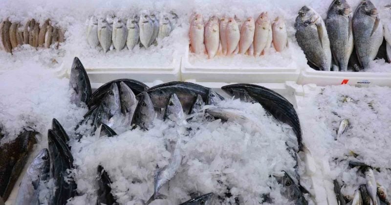 Denize kıyısı olmayan Kahramanmaraş'ta balık sezonu başladı, kilosu 200 ile 1000 lira