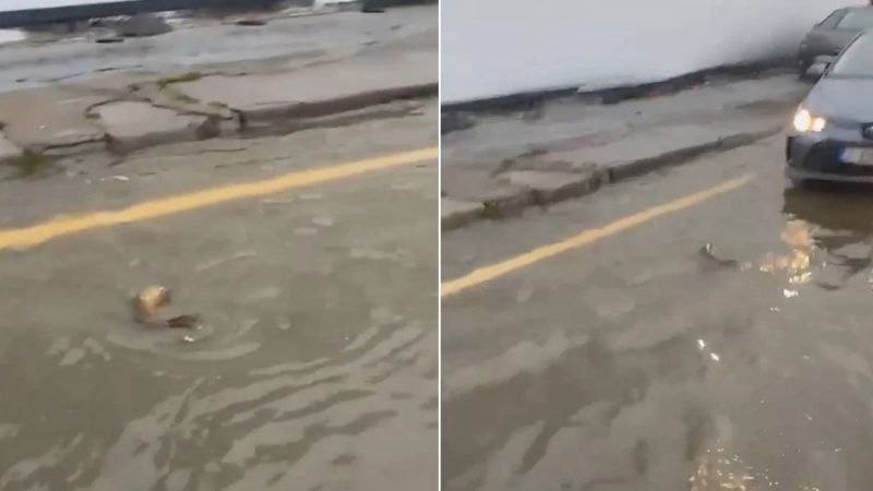 İstanbul'da bu da oldu: Sürücü yolun karşısına geçen balığa yol verdi