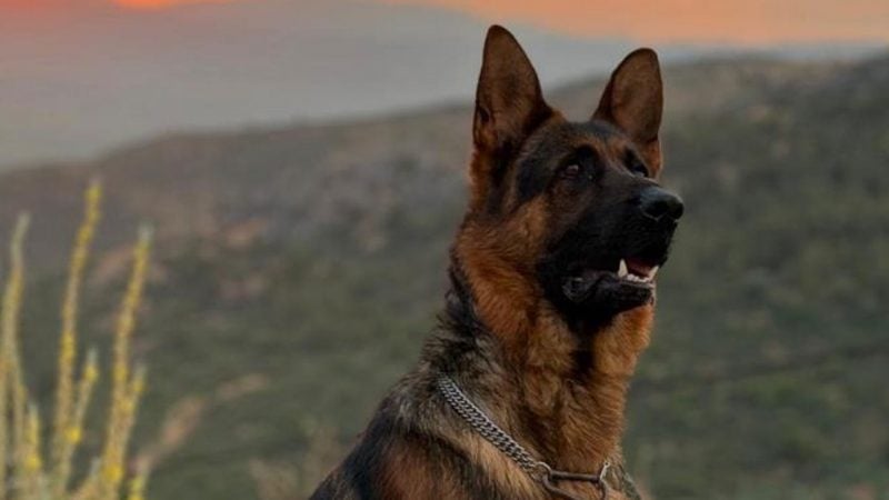 Kaybolan alman kurdunu bulana ödül verecek
