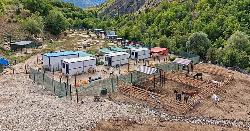 Kesime götürülürken terk edilen atlara HAYDİKO gönüllüleri 5 yıldır bakıyor