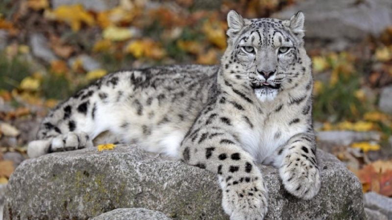 Leopar hayvanat bahçesi görevlisini öldürdü