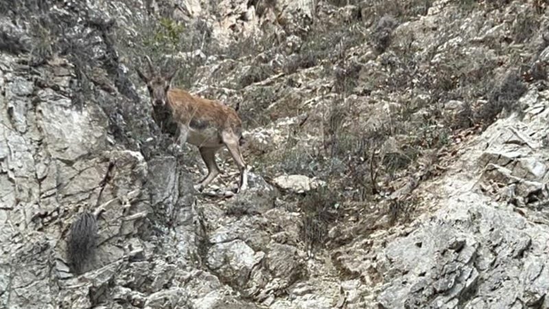 Nesli tükenme tehlikesi altında... Tunceli'de görüntülendi