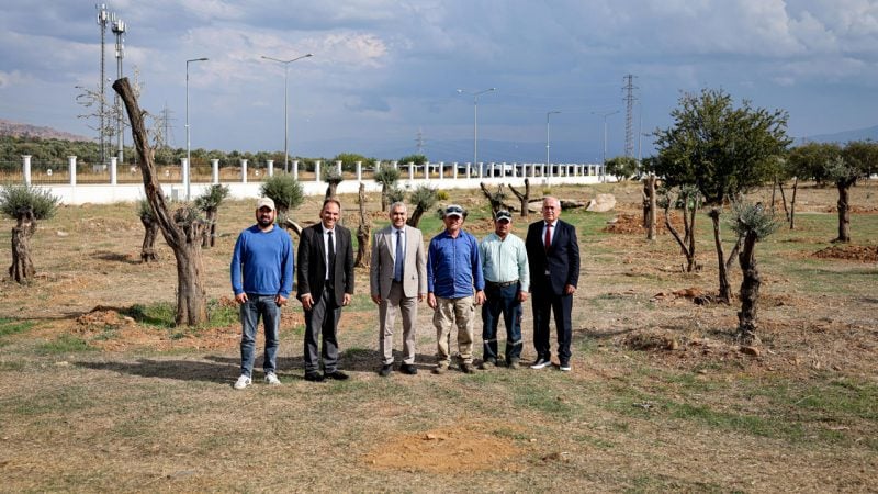 Nysa’nın tarihi zeytin ağaçları kampüse taşındı