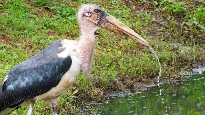 O ülkede 'casus kuş' şüphesi