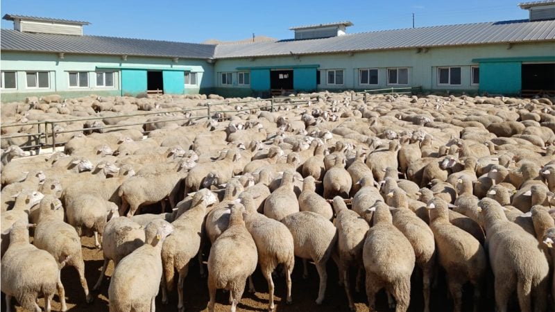 Resmi Gazete'de yayımlandı: TİGEM 2 bin 110 reforme küçükbaş satacak