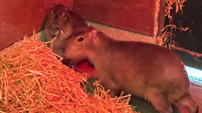 Samba her yerde aranıyor! Firari kapibara 7 aydır özgürlüğün tadını çıkarıyor