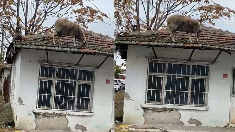 Sanki yerde ot bitti! Keçilerle büyüyen koyun çatıda otladı