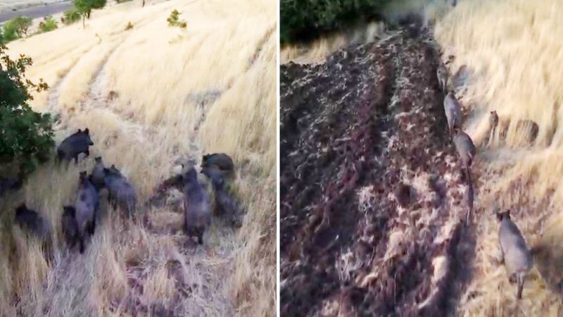  Sayıları her geçen gün artan domuz sürüleri çiftçileri korkuttu