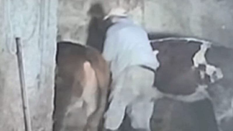 Sevmek istediği inek sonu oluyordu! O anlar kameraya yansıdı!