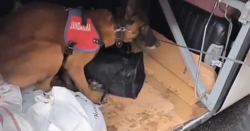 Siirt'te jandarma 2 bin 650 uyuşturucu hap ele geçirdi, 1 şüpheli gözaltına alındı
