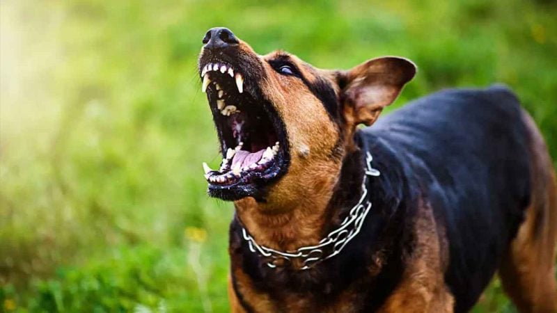 Sokak köpeği tehlikesi şehirleri esir aldı! 30’lu yaşındaki genç doktoru hayattan koparan gizli tehlike