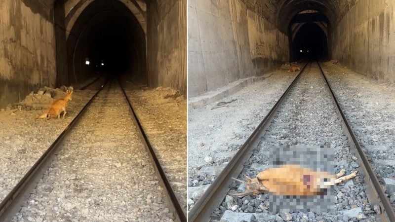 Tünele giren dağ keçilerine tren çarptı