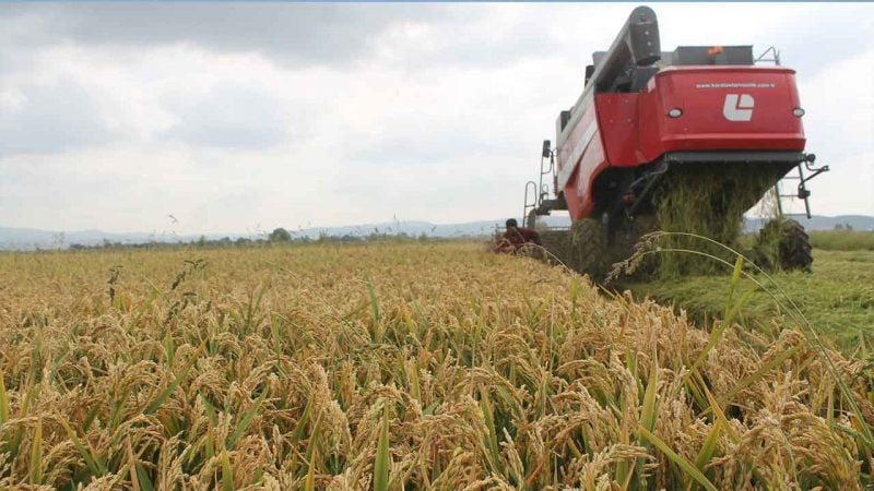 Türkiye'nin pirinç ambarında bereketli harvesting mesaisi başladı: Balıkesir Manyas'ta rekor çeltik verimi üreticinin yüzünü güldürdü!