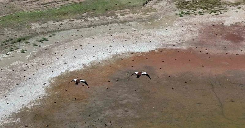 Yozgat'ta yüzlerce angut kuşunun gölet üzerindeki toplu uçuşu dronla görüntülendi