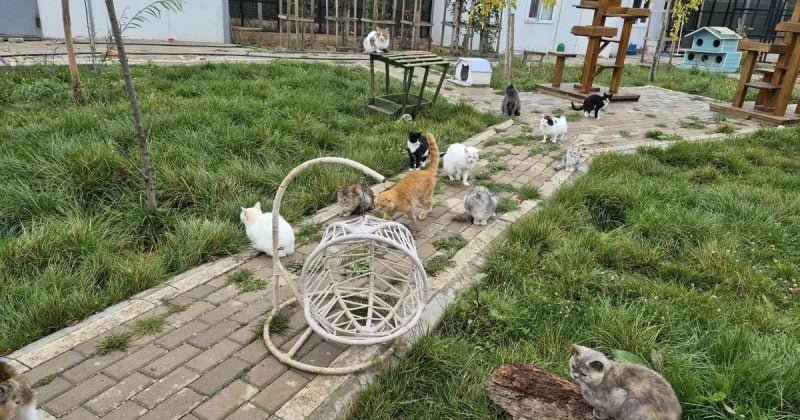 Yozgat'taki Evcil Köy'de 836 köpek ve 32 kedi yaklaşık 60 dönümlük alanda yaşıyor