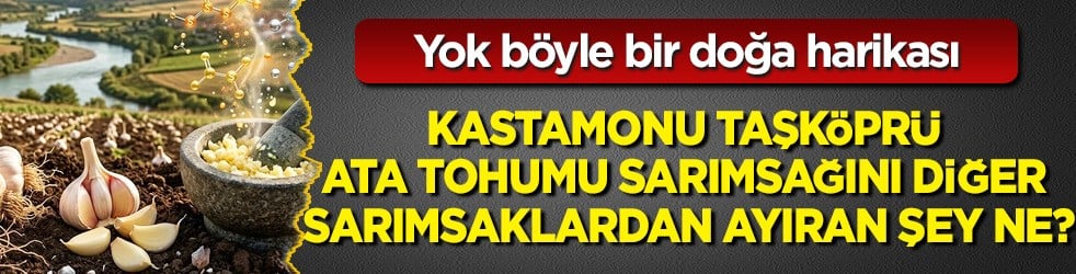  1 diş yiyen doktora gitmiyor! Kastamonu Taşköprü ata tohumu mirasıyla bir hazine: İşte bunu duyan yiyor