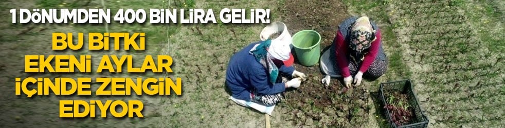 1 dönümden 400 bin lira gelir! Bu bitki, ekeni aylar içinde zengin ediyor: Kilosu 18 bin liraya satılıyor!