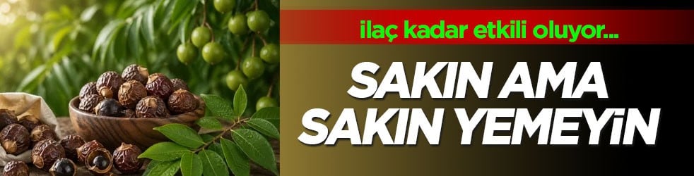 1 kere eken 90 yıl hasat ediyor: Suya değdiği zaman ilaç kadar etkili oluyor... Sabun cevizini asla yeme