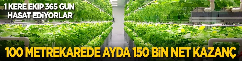1 kere ekip 365 gün kesintisiz hasat ediyorlar! 100 metrekarede ayda 150 bin net kazanç