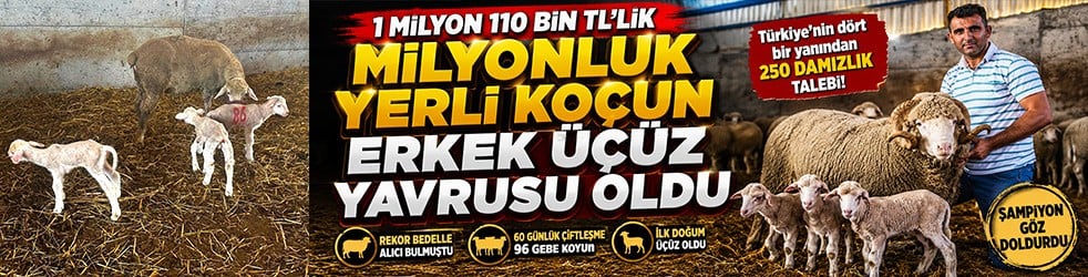 1 milyon 110 bin liralık "Şampiyon" ilk yavrularını verdi! Üçüzle başladı