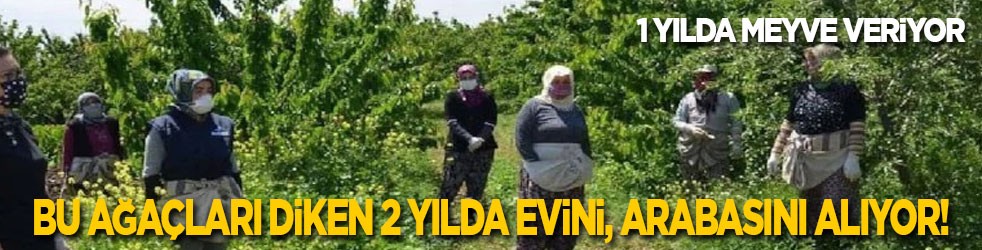 1 yılda meyve veriyor: Bu ağaçları dikenler 2 yılda evini, arabasını, yazlığını alıyor!