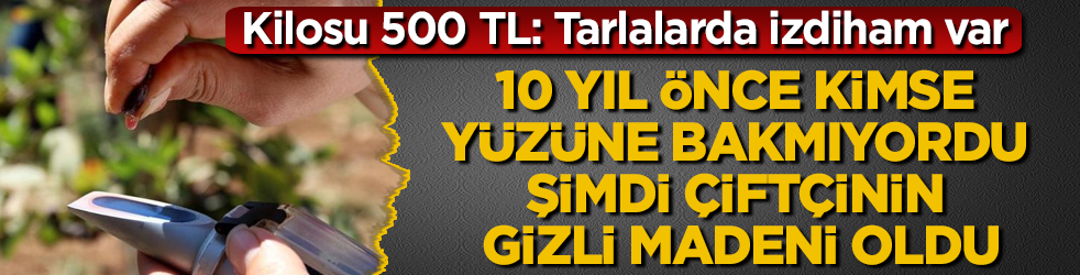 10 yıl önce kimse yüzüne bakmıyordu, şimdi çiftçinin gizli madeni oldu! Kilosu 500 TL: Tarlalarda izdiham var