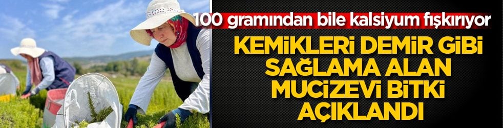 100 gramından bile kalsiyum fışkırıyor! Kemikleri demir gibi sağlama alan mucizevi bitki açıklandı