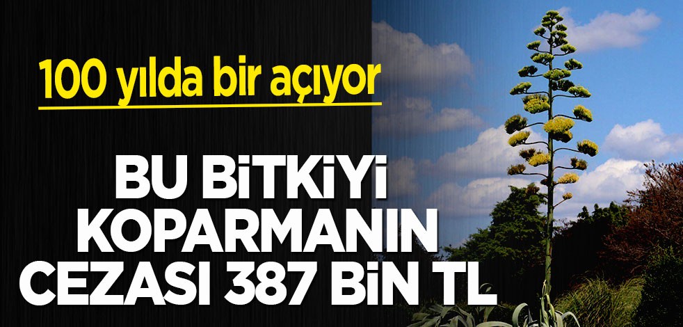 100 yılda bir açan bu bitkiyi koparanın vay haline! Cezası 387 bin TL