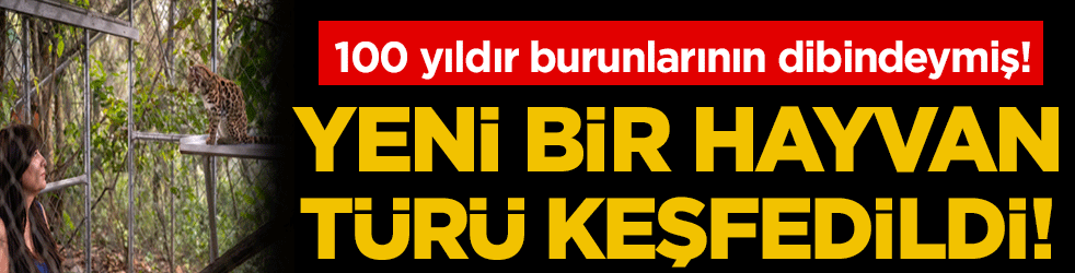 100 yıldır burunlarının dibindeymiş: Yeni bir hayvan türü keşfedildi!