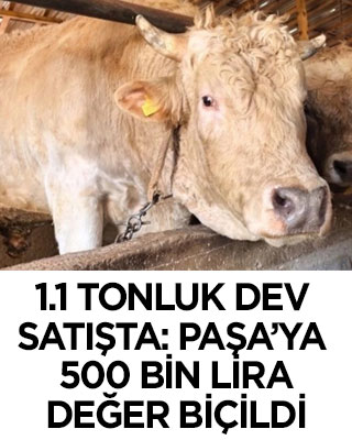 1,1 tonluk dev kurbanlık Paşa, 500 bin liraya satışa çıktı