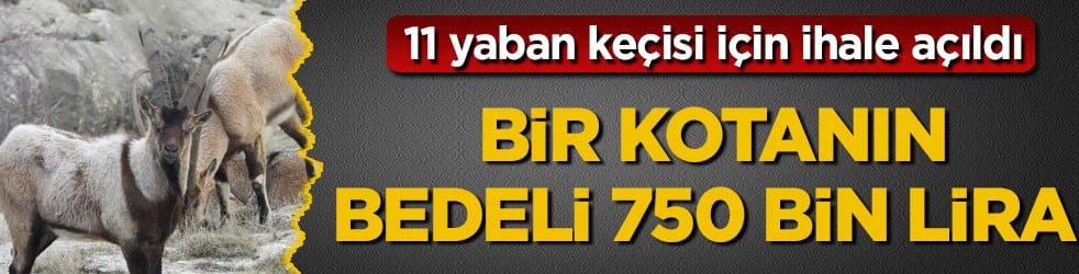 11 yaban keçisi için ihale açıldı! Bir kotanın bedeli 750 bin lira