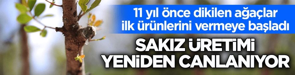 11 yıl önce dikilen ağaçlar ilk ürünlerini vermeye başladı! Sakız üretimi yeniden canlanıyor