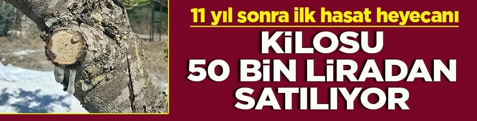 11 yıl sonra ilk hasat kilosu 50 bin liradan satılıyor