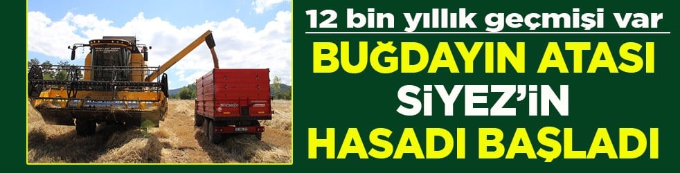 12 bin yıllık geçmişi var Buğdayın atası siyezin hasadı başladı