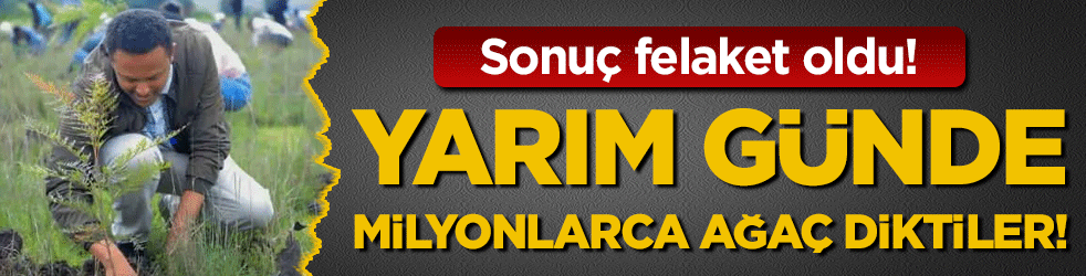 12 saatte 353 milyon ağaç diktiler! Sonuç felaket oldu!