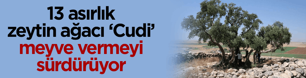 13 asırlık zeytin ağacı ‘Cudi’ meyve vermeyi sürdürüyor