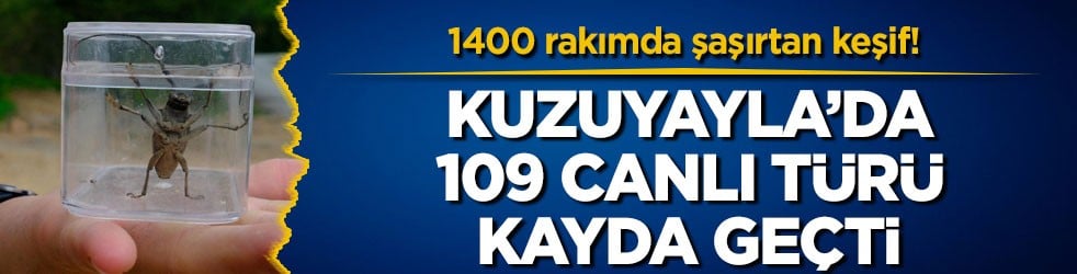 1400 rakımda şaşırtan keşif! Kuzuyayla’da 109 canlı türü kayda geçti