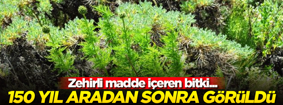 150 yıl aradan sonra Giresun'da görüldü