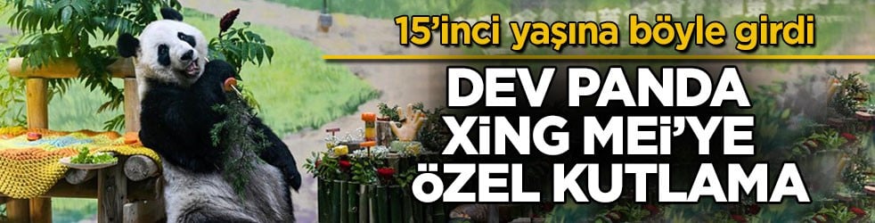 15’inci yaşına böyle girdi! Dev panda Xing Mei’ye özel kutlama