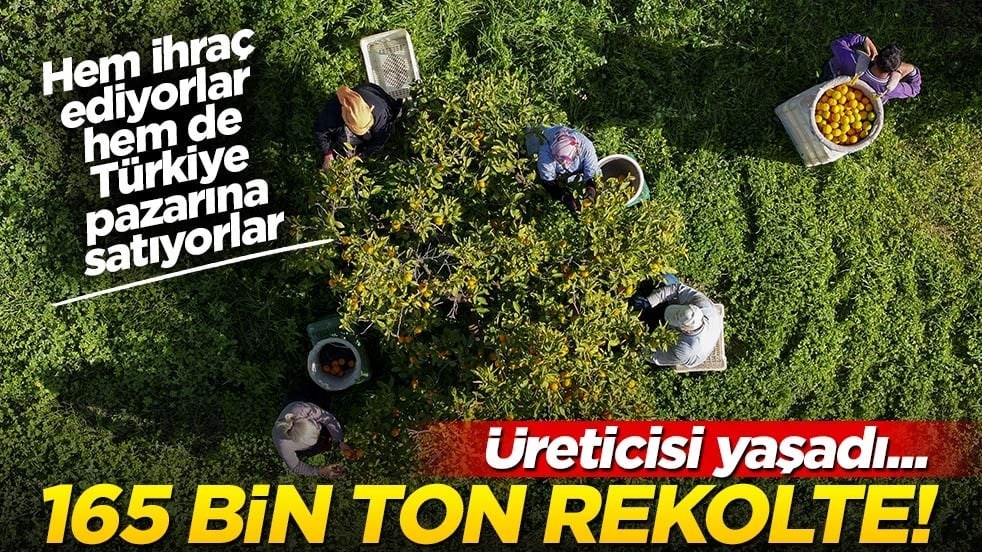 165 bin ton rekolte! Bu meyvenin üreticisi yaşadı... 'Hem ihraç ediyoruz hem iç pazara satıyoruz'