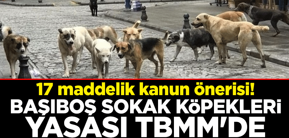 17 maddelik kanun önerisi! Başıboş sokak köpekleri yasası TBMM'de