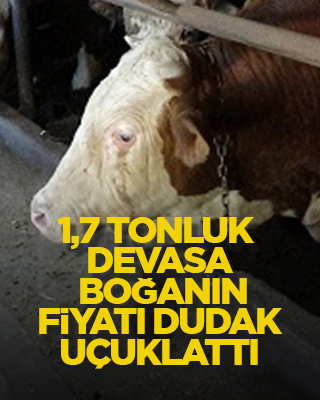 1,7 tonluk devasa boğanın fiyatı dudak uçuklattı