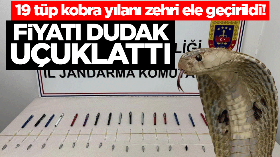 19 tüp kobra yılanı zehri ele geçirildi! Fiyatı dudak uçuklattı