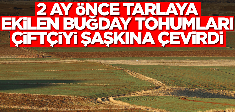 2 ay önce ekilen buğday tohumları çiftçiyi şok etti! Kimse inanamadı