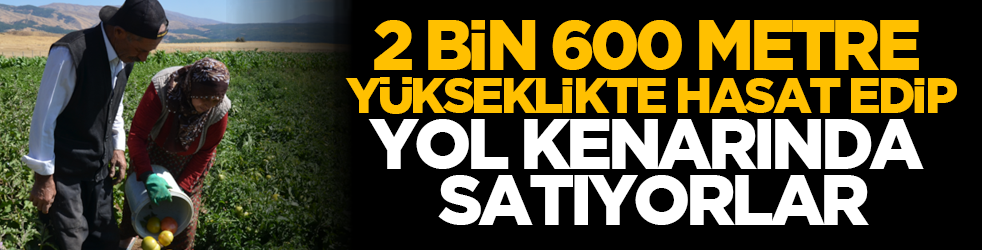 2 bin 600 metre yükseklikte hasat edip yol kenarında satıyorlar