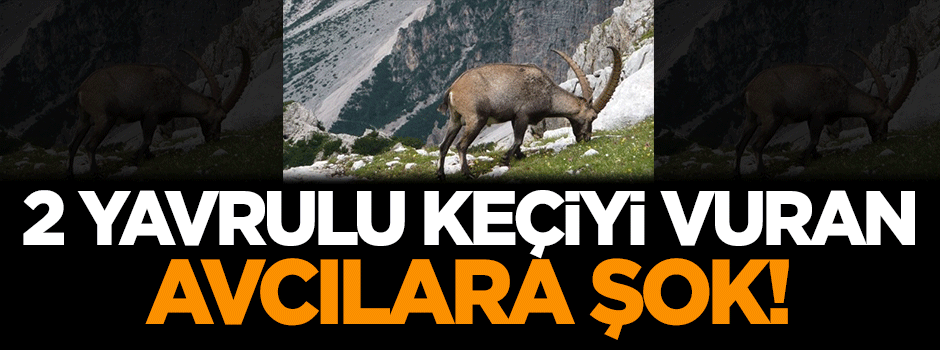 2 yavrulu keçiyi vuran avcılara şok!