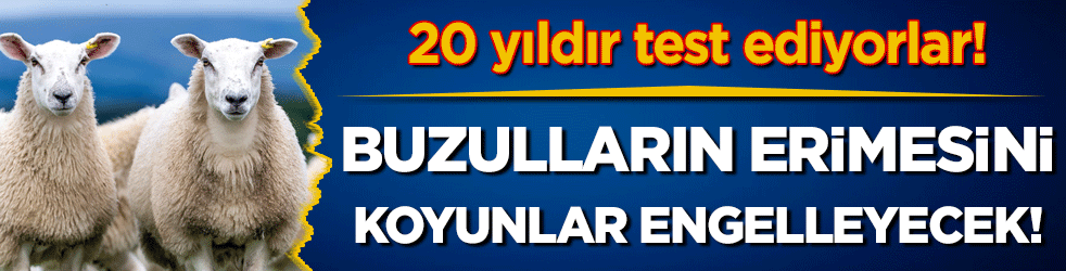 20 yıldır bu yöntemi deniyorlar: Buzulların erimesini koyunlar engelleyecek!