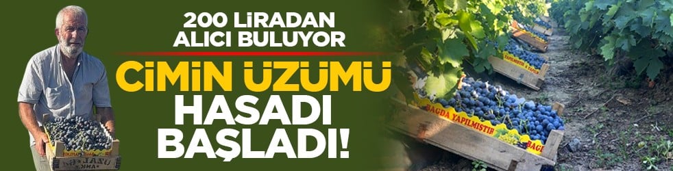 200 liradan alıcı buluyor: Cimin &uuml;z&uuml;m&uuml; hasadı başladı!