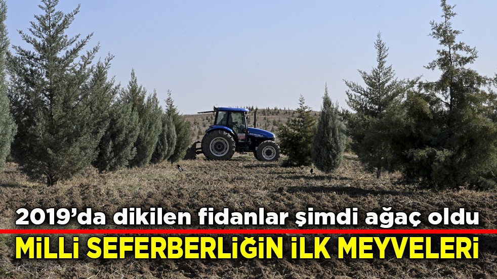 2019’da dikilen fidanlar şimdi ağaç oldu! Milli seferberliğin ilk meyveleri