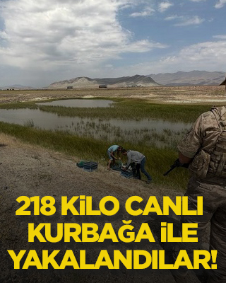 218 kilo canlı kurbağa ile yakalandılar!